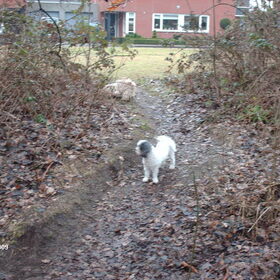 Hondenfoto van liesbeth,Turbo,Luna, Levi en Faith