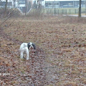 Hondenfoto van liesbeth,Turbo,Luna, Levi en Faith