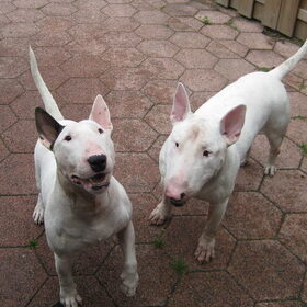 Bandit & Ajay