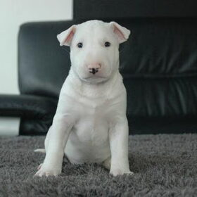 Ajay 37 dagen oud