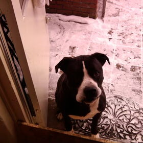 Hondenfoto van Lady,,,Melissa,,,Rocco