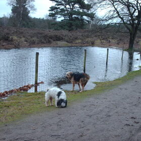 Hondenfoto van liesbeth,Turbo,Luna, Levi en Faith