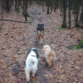 Onze 3 musketiers.