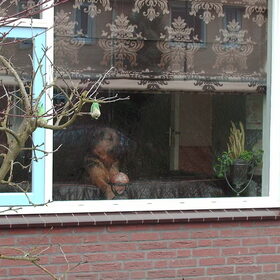 Of is hij gewoon de waakhond.