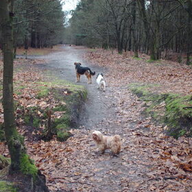 Hondenfoto van liesbeth,Turbo,Luna, Levi en Faith
