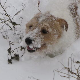 Louis de sneeuwschuiver