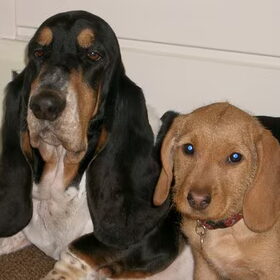 Hallo, Ik ben Jolanda en dit zijn onze 2 honden een bassethound…