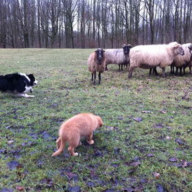 Mick met zijn Toller vriendinnetje aan het drijven!