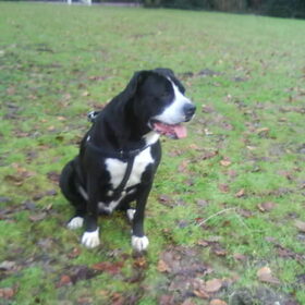 Hondenfoto van Lady,,,Melissa,,,Rocco