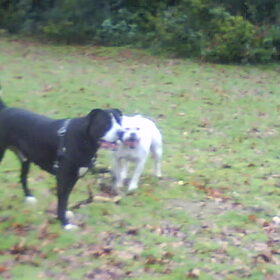 Hondenfoto van Lady,,,Melissa,,,Rocco