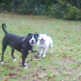 Hondenfoto van Lady,,,Melissa,,,Rocco