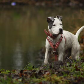Hondenfoto van alex en lady