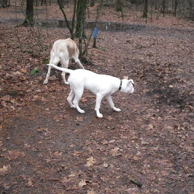 Senna & Angel in de bossen 16-01-2011
