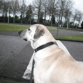 Senna, 16-01-2011