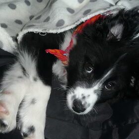 Hondenfoto van silke & woody 