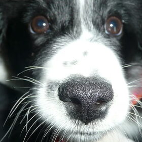 Hondenfoto van silke & woody 