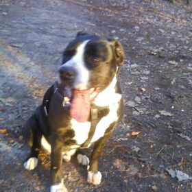 Hondenfoto van Lady,,,Melissa,,,Rocco