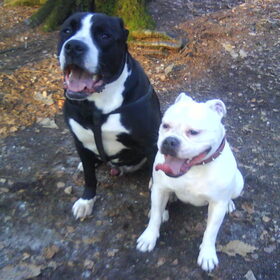 Hondenfoto van Lady,,,Melissa,,,Rocco