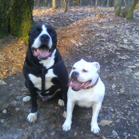 Hondenfoto van Lady,,,Melissa,,,Rocco