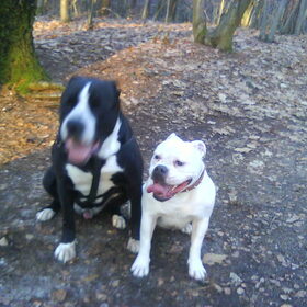 Hondenfoto van Lady,,,Melissa,,,Rocco