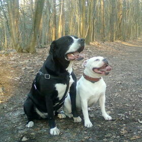 Hondenfoto van Lady,,,Melissa,,,Rocco
