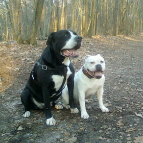 Hondenfoto van Lady,,,Melissa,,,Rocco