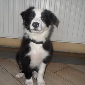 Yacko toen hij 3 maandjes was ^^