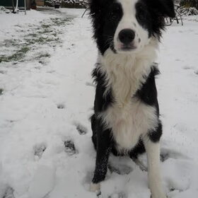 Yacko's eerste sneeuw ervaring
