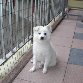 nikki als pup