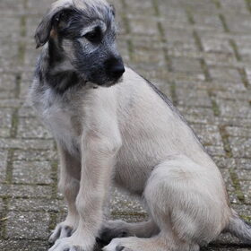 Mijn Ierse Wolfshond als pup. Ik was meteen verliefd op haar.