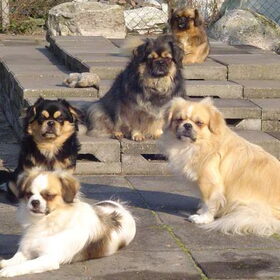 Hondenfoto van  Appie en de tibbies