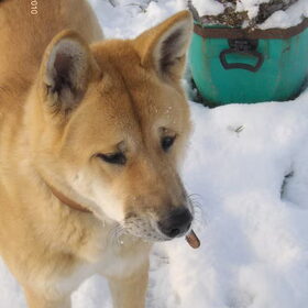 Kita in de sneeuw