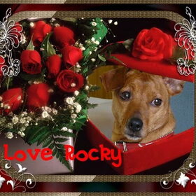 Ons rocky-tje in de bloemekes...bedankt Leony