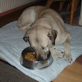 Senna lekker lui aan het eten