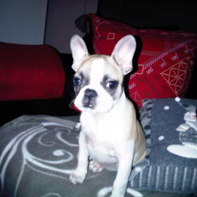 Ikke op m'n kerstbest!