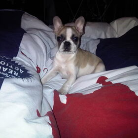 Bedpret!