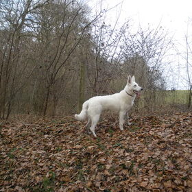 Door het bos wandelen! 8,5 maand oud..