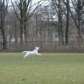 Super voetbal dog!