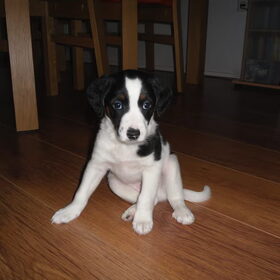 Kleine Diego