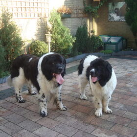 Hallo wij verwachten ongeveer 21 maart onze eerste puppy's…