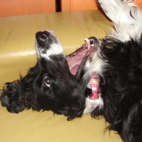 wat kan een hond toch lol hebben! ;P
