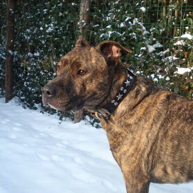 Hondenfoto van Ozzie & Stich