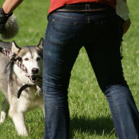 Hondentraining 2009