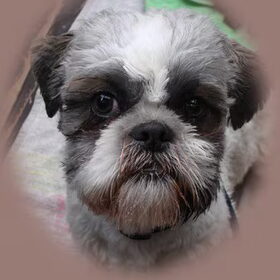 Hondenfoto van gizmo