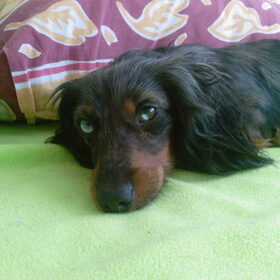 nino op mijn bed