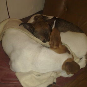 Samen slapen