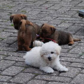 Didi met 1 van de norfolk puppies