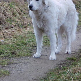 Hondenfoto van Annelies & Déru†, en de Puli,s Ixy en Kwint