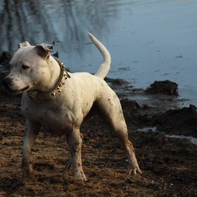 Lieve Ghenghis