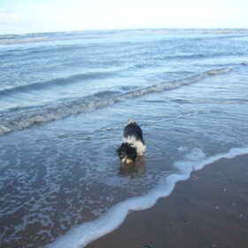 Woezel strand januari 2011